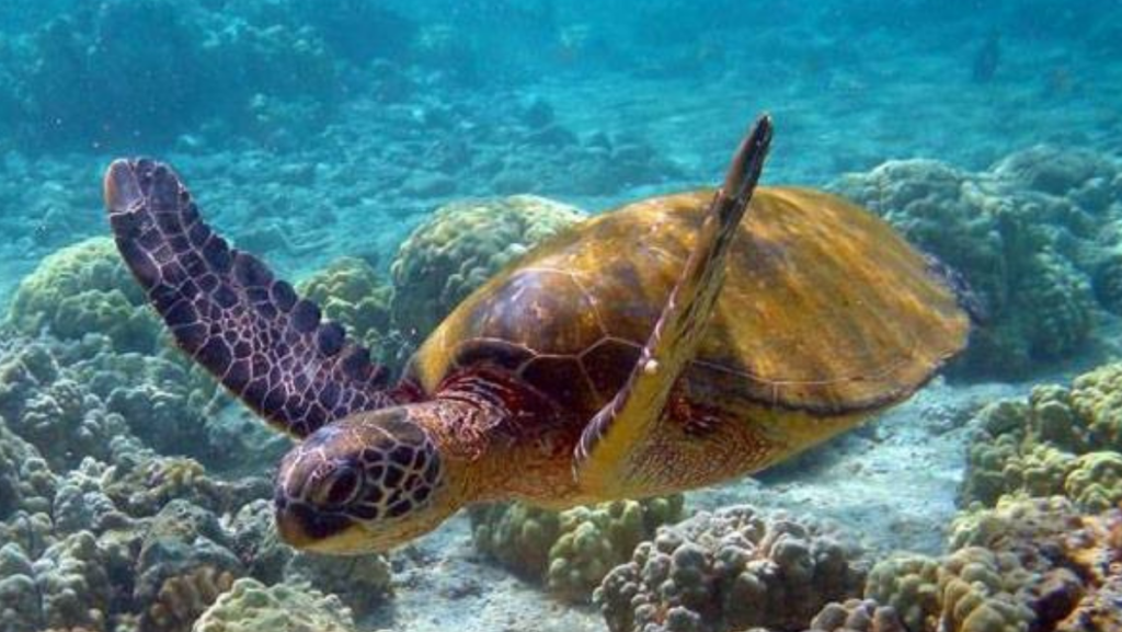 Lancha Ventura 265, Roteiro Norte, Ilhas Paradisíacas